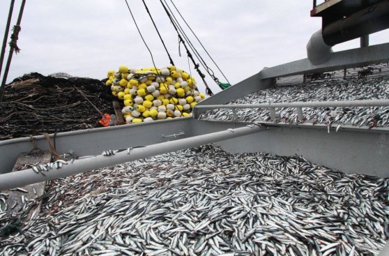 Pesca: Imarpe inicia crucero para estimar biomasa de anchoveta