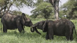 Tanzania presenta catastrófica reducción en número de elefantes