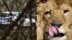 León mató a mujer que bajó la ventana para tomar fotos