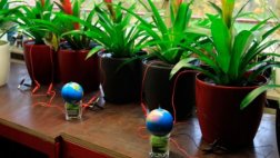 Científicos desarrollan plantas que producen electricidad