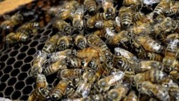 EE.UU.: Hombre de 84 años sufrió 2.000 picaduras de abeja