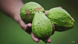 Ni la naranja ni el limón: alimentos más ricos en vitamina C