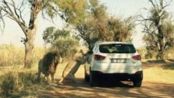 Sudáfrica: Foto muestra el momento en que león atacó a turista
