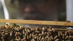 Enfermedad bacteriana amenaza a las abejas sudafricanas