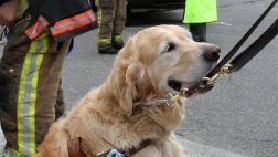 Perro se puso frente a autobús para salvar a su dueña invidente
