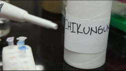 Chikungunya: primer caso autóctono se registró en Tumbes