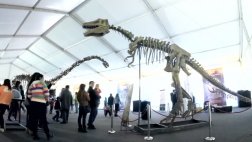 "Dinosaurios gigantes" prevén lograr 150 mil visitas en un mes