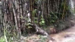 Notifican a restaurante desde donde se lanzaba gatos a lagartos