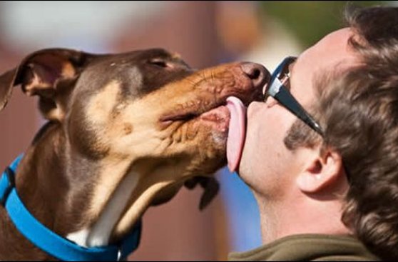 Los perros rechazan a las personas desagradables con sus dueños