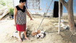 Sullana: delincuentes envenenan a 10 perros para robar en casas
