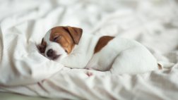 ¿Tu primera noche con el cachorro? aquí unos tips
