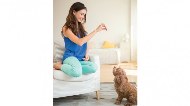Cómo hacer para que tu perro te obedezca