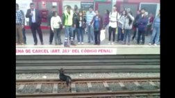 Metro de Lima se pronuncia por mujer que rescató a perro