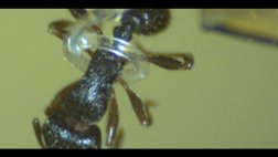 Diseñan un microtentáculo capaz de sujetar a una hormiga