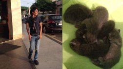 Facebook: Pedro Suárez-Vértiz busca dueño a gatitos callejeros