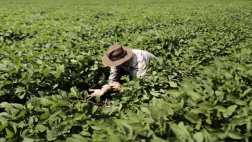Precio internacional de alimentos cayó 1,9% en enero