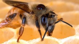 Abejas salvajes comunes producen más beneficios a los cultivos
