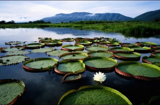 Científicos analizan el retroceso de la flora de Brasil