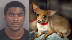 EE.UU.: Prendió fuego al perro de su ex novia tras discusión