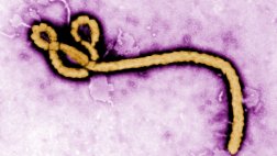 Ébola: estudio en África ayuda a entender ritmo de transmisión
