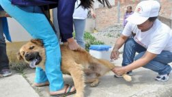 En Moquegua vacunaron a más de 14.500 perros contra la rabia
