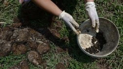 Café extraído de excremento de elefante vale oro en Tailandia