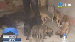 Once perritos fueron abandonados en casona de Barranco