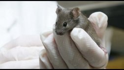 Científicos curan a ratones deprimidos con una terapia de luz