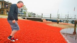 Invasión de cangrejos pinta de rojo playas de California