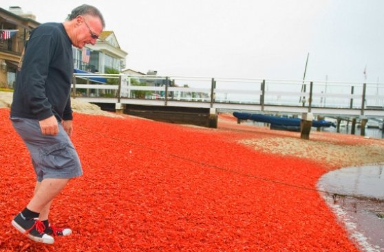 Invasión de cangrejos pinta de rojo playas de California
