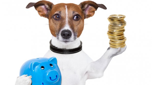 Sigue estos consejos para cuidar tu mascota ahorrando dinero