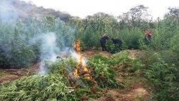 Más de 15 mil plantones de marihuana incinerados en Piura