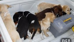 Venezolano que traficaba droga en perros fue detenido en España
