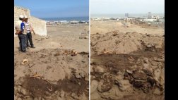 Hallan huesos humanos y de auquénidos mientras cavaban zanja