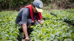 Cambio climático obligará a sembrar café cada vez a más altura