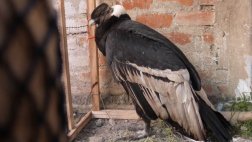 Cóndor estaba retenido en una casa e iba a ser vendido