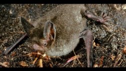 Descubren fósil de un murciélago que andaba en cuatro patas