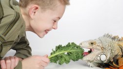 Cuidado especial: aprende a tener una iguana como mascota