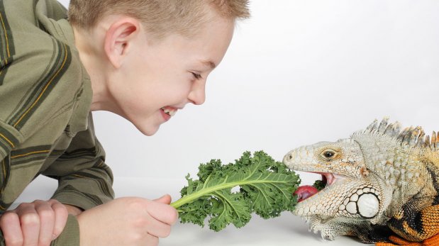 Cuidado especial: aprende a tener una iguana como mascota