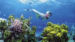 ONU podría declarar en peligro la Gran Barrera de Coral
