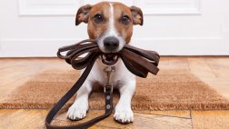 ¿Cómo cambia tu hogar cuando llega una nueva mascota?