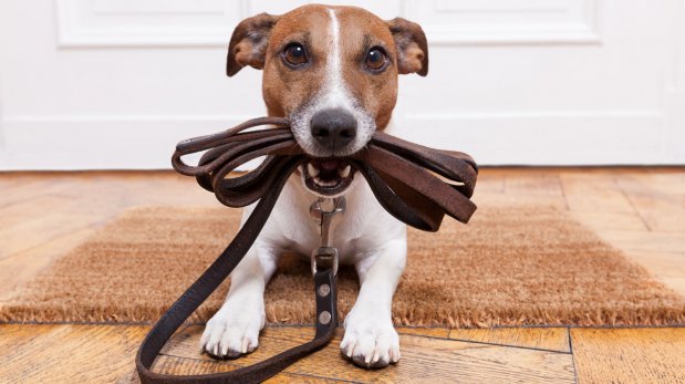 ¿Cómo cambia tu hogar cuando llega una nueva mascota?