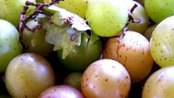 Aceite de semillas de uva ayudaría a reducir la obesidad
