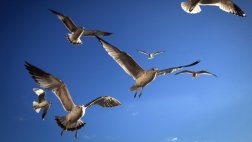 La brújula de las aves sería el olfato