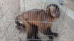 Serfor rescató a monos y a un guacamayo en Piura