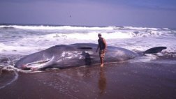 Cetáceo de unos 11 metros varó en playa de Tacna