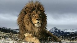 El léon: el animal que fue víctima de su propio poder