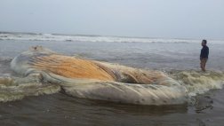 Ballena jorobada que varó en playa de Chiclayo fue enterrada