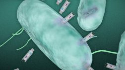 Usan partículas artificiales contra infecciones bacterianas