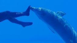 Un pueblo que caza delfines quiere venderlos a acuarios
